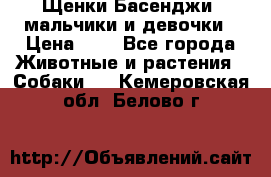 Щенки Басенджи ,мальчики и девочки › Цена ­ 1 - Все города Животные и растения » Собаки   . Кемеровская обл.,Белово г.